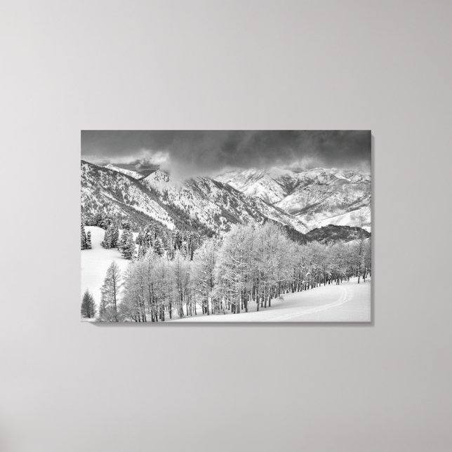 Evergreens and Aspen trees in a snow storm Canvas Print (Front)