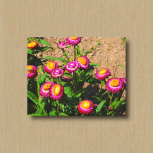 Everlasting in a Flower Garden Canvas Print