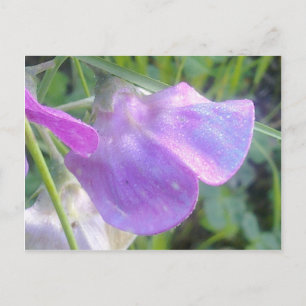 Everlasting Sweet Pea Postcard