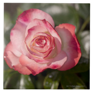 Every creamy white petal is edged with a smooth tile