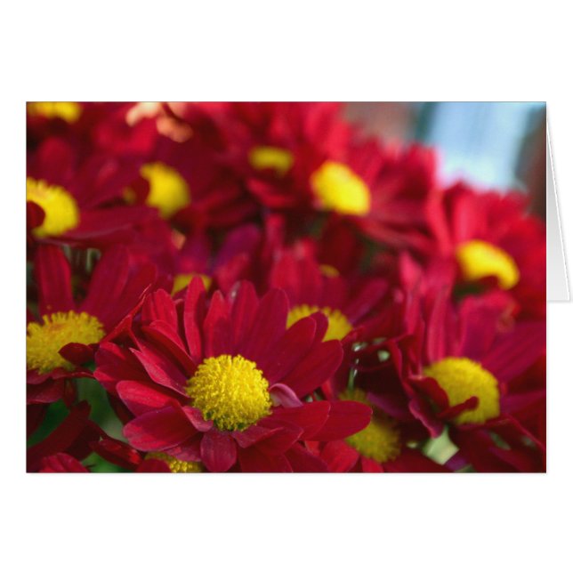 Everybody Has a Mum (Front Horizontal)