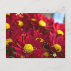 Everybody Has a Mum Postcard