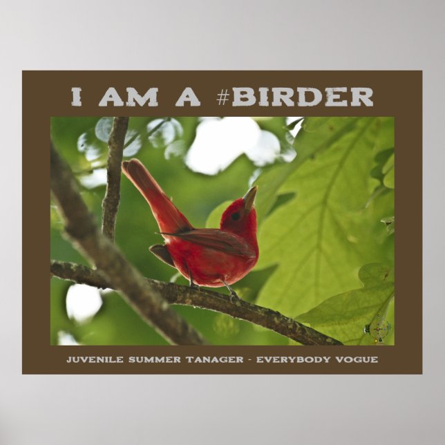 Everybody Vogue Juvenile Summer Tanager Birder Poster (Front)