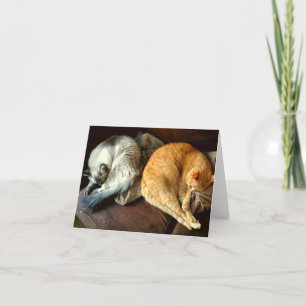 Everyday Note cards with Cats!
