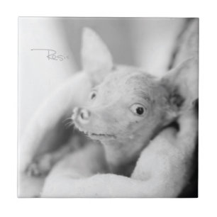 Everything Rosie Ceramic Tile