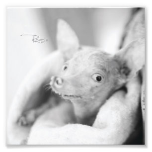 Everything Rosie Photo Print