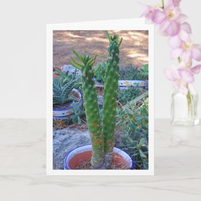 Eve's Pin Cactus Plant Card (Orchid)