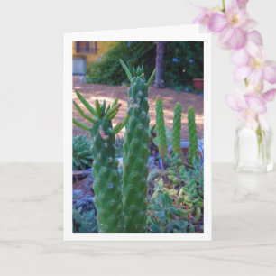 Eve's Pin Cactus Plants Card