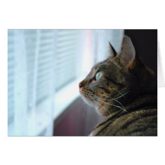 Evey the Kitty contemplates outside