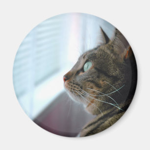 Evey the Kitty contemplates outside Magnet