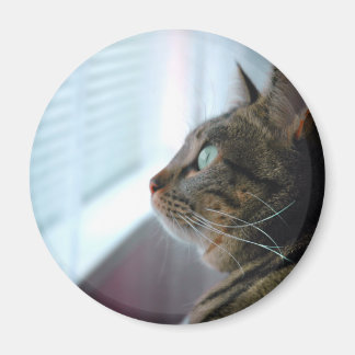 Evey the Kitty contemplates outside Magnet