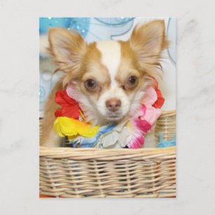 Evil - Long Hair Chihuahua -5 Postcard