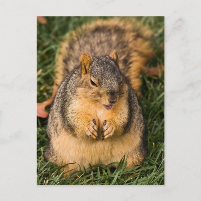Evil Squirrel Postcard (Front)