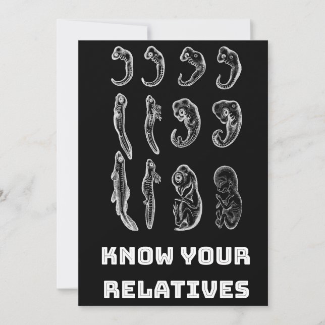 Evolution Embryogenesis Holiday Card (Front)