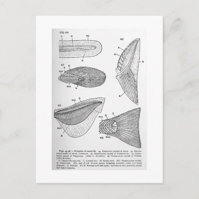 Evolution of caudal fin art postcard (Front)