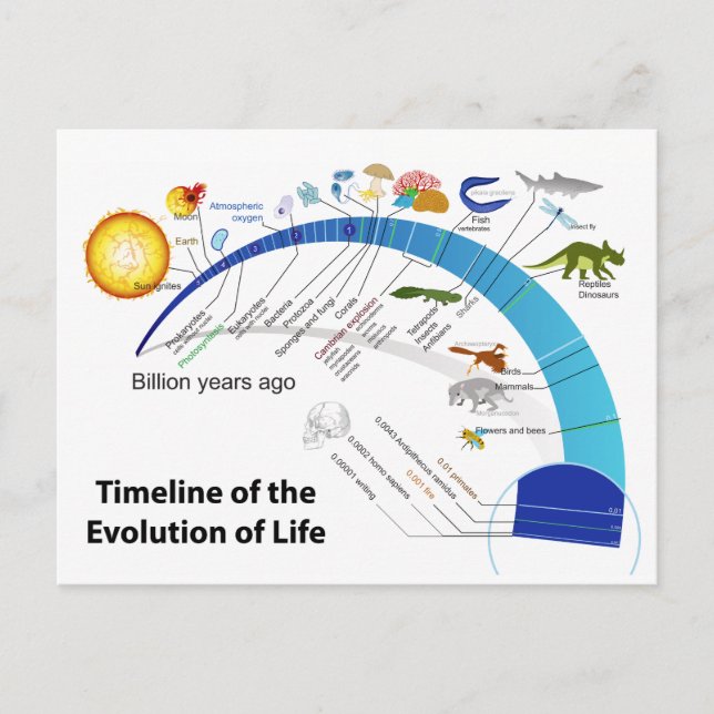 Evolution of Life on Earth Timeline Diagram Postcard (Front)