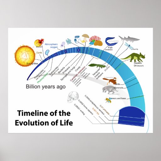 Evolution of Life on Earth Timeline Diagram Poster | Zazzle