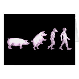 Evolution of pigs