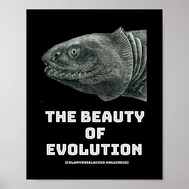 Evolution shark beauty poster (Front)