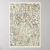 Evolution - Tree of Life Poster