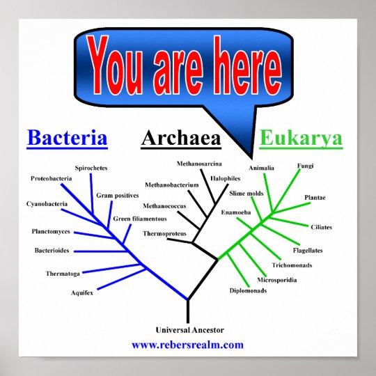 Evolutionary Tree Poster Zazzle.co.uk