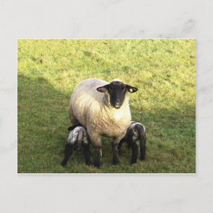 Ewe and lambs postcard