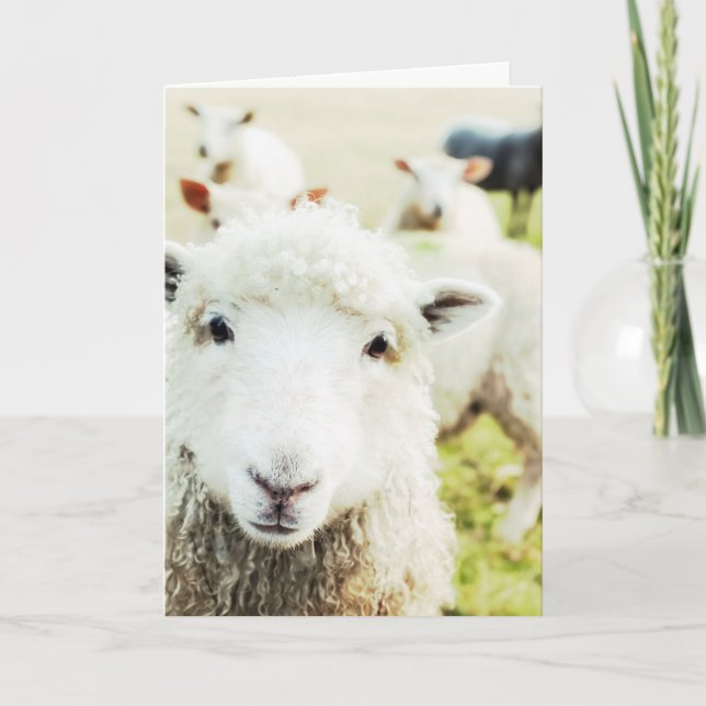 Ewe Cutie Sheep Lamb Country Animal Blank Notecard (Front)
