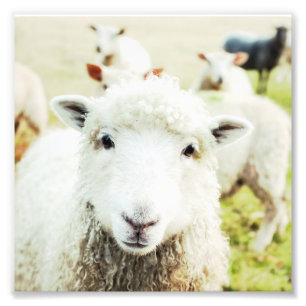 Ewe Cutie Sheep Lamb Country Farm Animal Square Photo Print