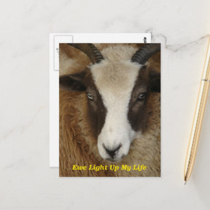 Ewe Light Up My Life Postcard