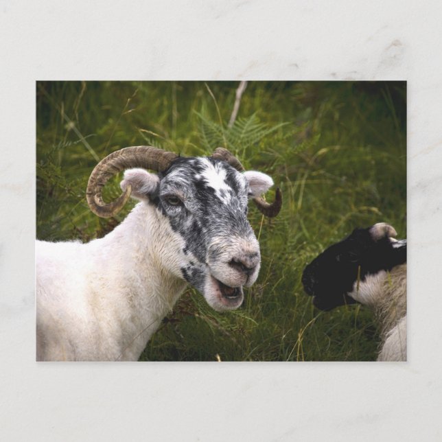 Ewe Postcard (Front)