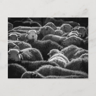 Ewes in Black and White Postcard