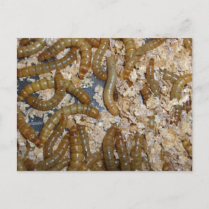 Ewww! Mealworms Postcard