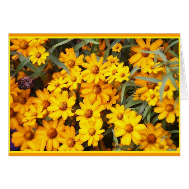 Ex Flower Show (Front Horizontal)