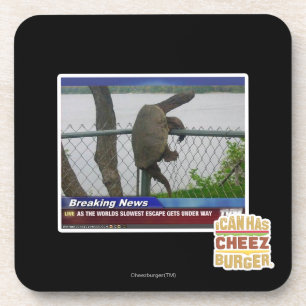 Excaping Turtle Coaster