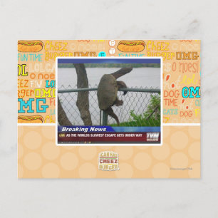 Excaping Turtle Postcard