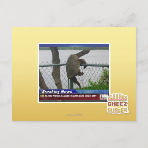 Excaping Turtle Postcard