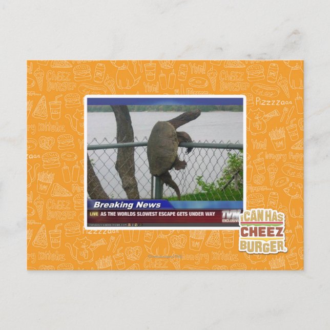 Excaping Turtle Postcard (Front)