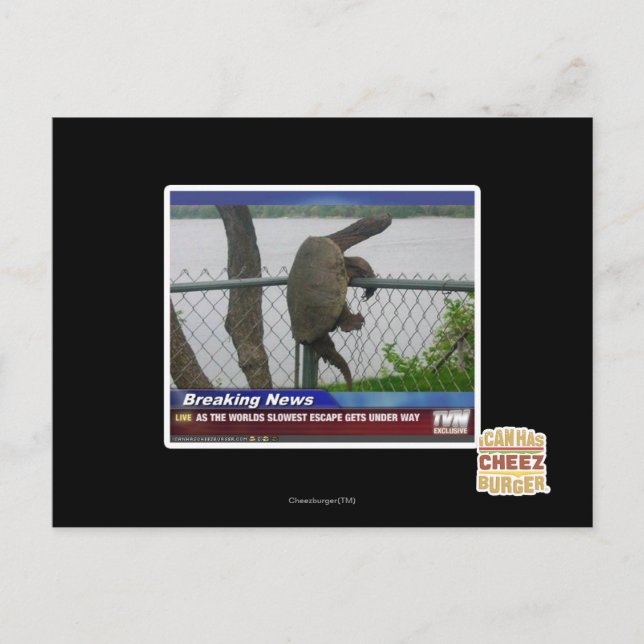 Excaping Turtle Postcard (Front)