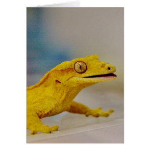 Excited Crested Gecko