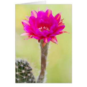 Exciting Antimatter Cactus Bloom