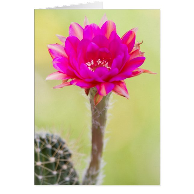 Exciting Antimatter Cactus Bloom (Front)
