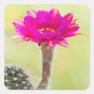 Exciting Antimatter Cactus Bloom Square Sticker