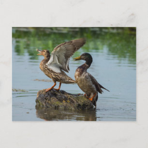 Excuse Me Postcard