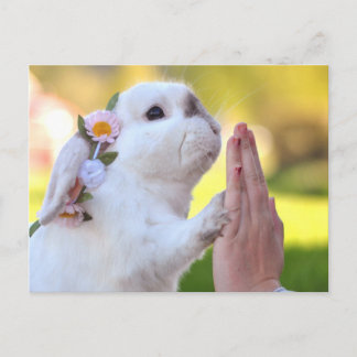 Exempel the bunny postcard