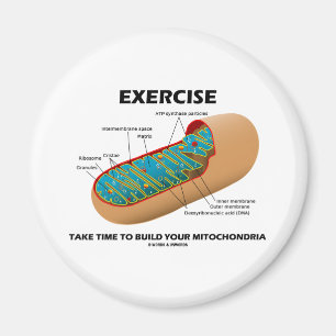 Exercise Take Time To Build Your Mitochondria Magnet