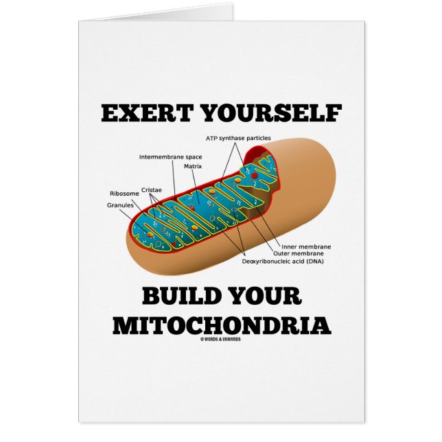 Exert Yourself Build Your Mitochondria (Front)