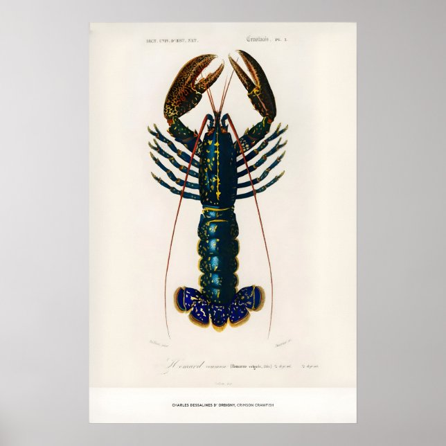 Exhibition Art Print Charles dOrbigny Crimson (Front)