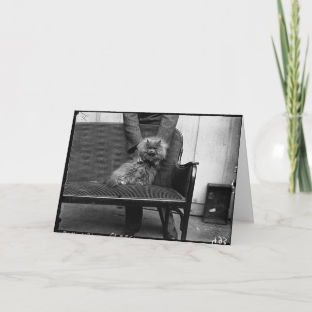 Exhibition Cat Club - Mondial 493 Card (Front)