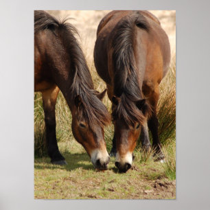 Exmoor Ponies Poster