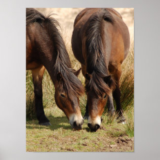 Exmoor Ponies Poster